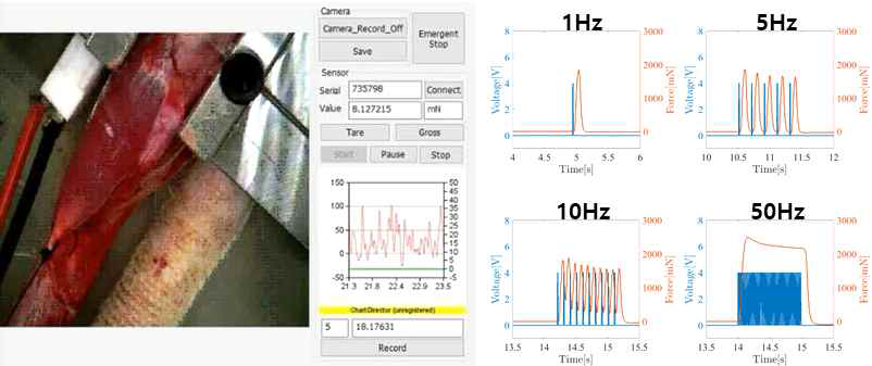 쥐 전경골근에 대한 전기 자극 및 수축력 측정 실험. 소프트웨어(좌) 및 실험 결과(우)