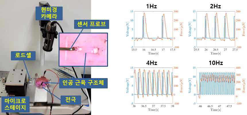 3D 프린팅 된 인공 근육 구조체에 대한 전기 자극 및 수축력 측정 실험