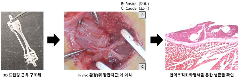 In vitro 근육 구조체의 in vivo 내 생존율 확인 모델