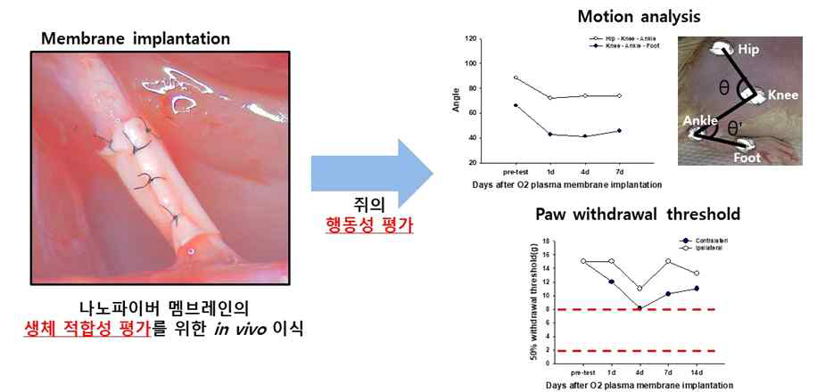 나노파이버 생체적합성 평가