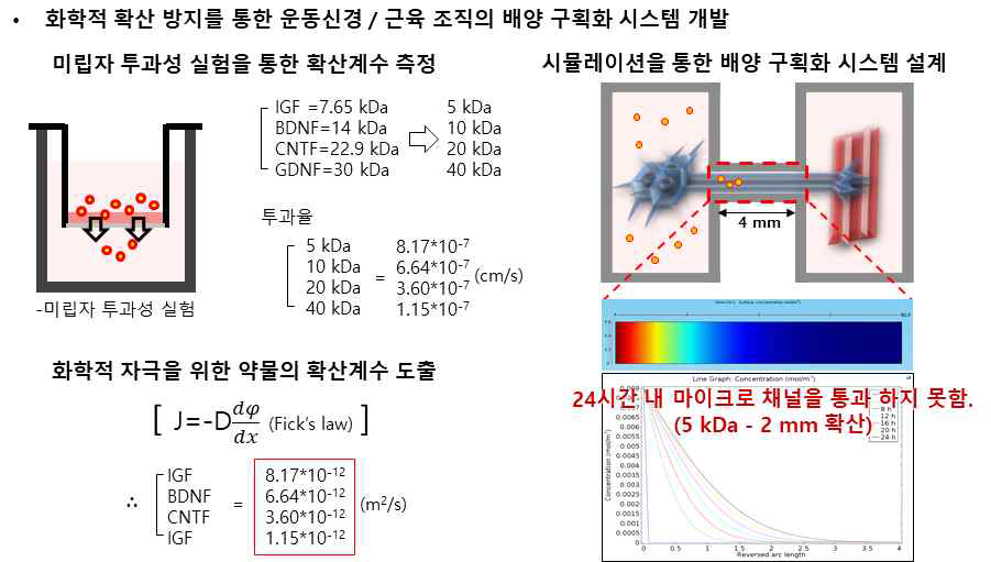 성장인자 약물의 확산계수 도출과 시뮬레이션을 통한 배양시스템 설계