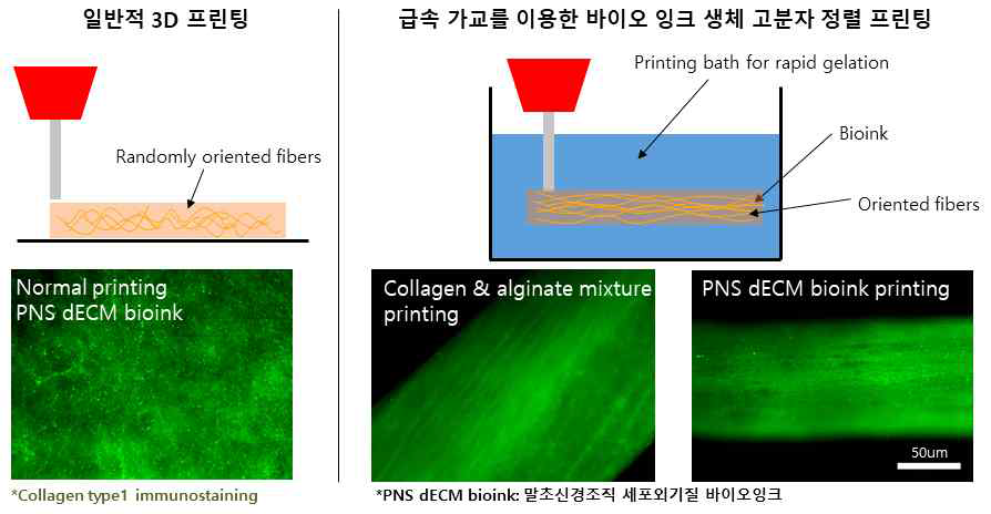 (좌) 일반적 프린팅 방법을 통해 무작위적으로 배열된 생체 고분자, (우) 급속 가교를 통해 프린팅 방향으로 정렬된 생체 고분자