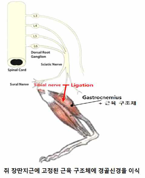 In vivo 경골 신경-in vitro 인공 근육 구조체 이식 모델