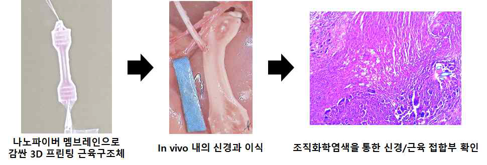 나노파이버 멤브레인 봉입 in vitro 인공 근육 구조체 in vivo 내 신경 이식 방법