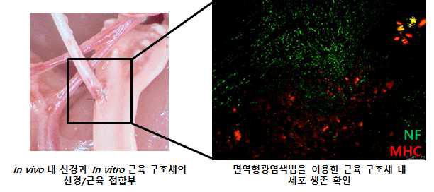 In vivo 신경/in vitro 근육 접합 면역형광염색 결과