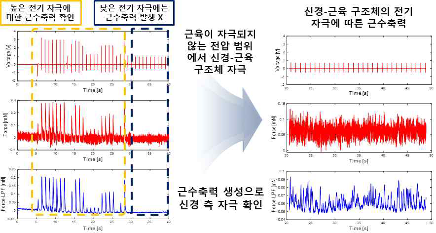 신경-근육 접합의 형성 여부를 확인하기 위한 실험 결과