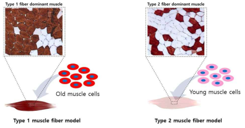 type 별 muscle fiber model 제작과 예상되는 면역 조직 화학 염색 결과