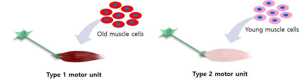 type 별 motor unit 모식도