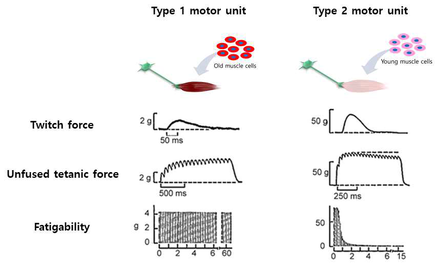 motor unit의 type 별 근수축 패턴