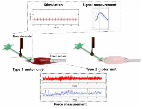 type 별 신경전극 도입을 통한 전기자극 과 신경신호 및 근수축 신호 측정 모식도