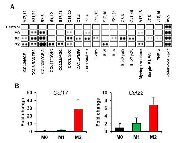 M2 대식세포에 의한 CCL17, CCL22의 증가