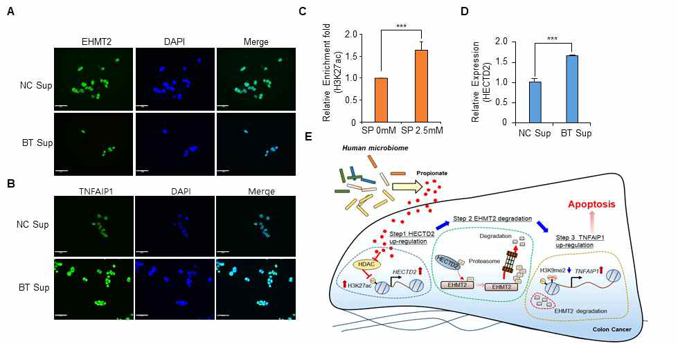 Bacteroides thetaiotaomicron (BT)의 암 억제기작의 MOA 확인