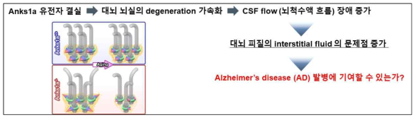뇌실의 degeneration이 Alzheimer’s Disease 발병에 기여 하는가?