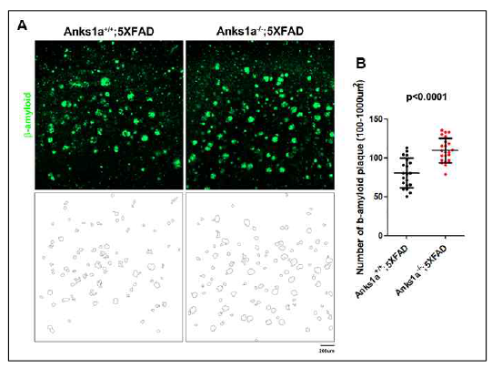 Anks1a의 결실은 β-amyloid plaque 증가를 유도