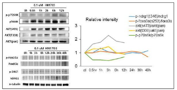 1차 배양한 해마신경세포에서 HN1703은 mTORC2는 활성화하지 않고 mTORC1만 활성화하는 선택적 억제자임
