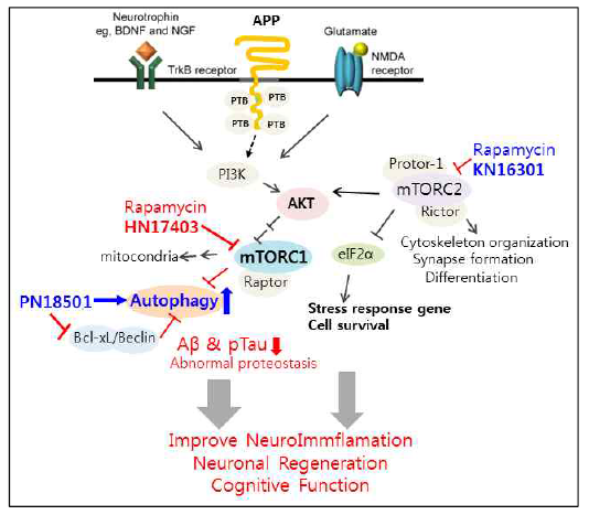 PTB adaptor signaling 관련된 오토파지 활성 촉진제 및 mTORC1 억제제 개발 연구. 1차 배양한 신경세포에서 저분자화합물 유도체 KN16301은 mTORC2를 억제하여 세포 생존을 증진함. HN17403은 mTORC1 선택적 억제제, PN18501과 HN17403은 오토파지 활성 촉진제 활성을 보임
