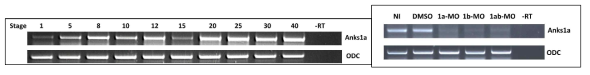 RT-PCR을 통한 Morpholino 효율 분석