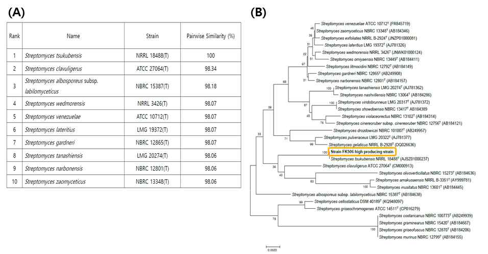 FK506 고생산 균주의 (A) 16S rRNA 서열 분석 결과와 (B) 계통수 분석