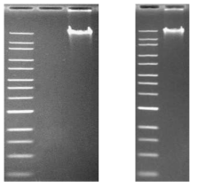 S. rapamycinicus 야생형 균주 (왼쪽)와 SRMK07(오른쪽)의 gDNA quality 확인 (Agarose 0.6% gel, 15h at 35V)