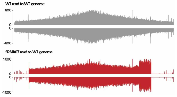야생형 균주와 SRMK07의 illumina 데이터를 야생형 균주 유전체에 mapping한 결과
