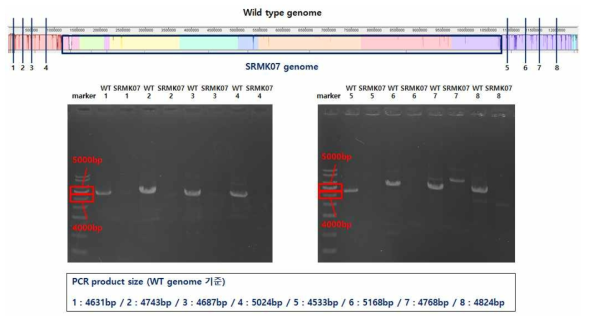SRMK07 균주의 유전체 소실 검증 - PCR