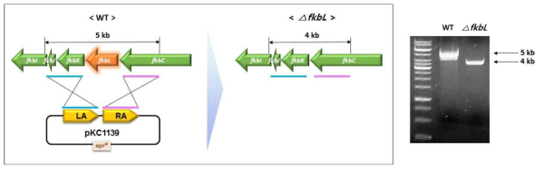 고생산성균주의 fkbL 유전자 제거 확인 결과
