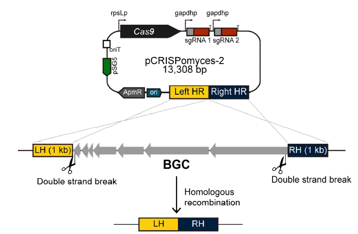 CRISPR/Cas9 시스템을 이용한 클러스터 제거 모식도