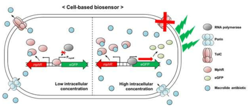 TolC 제거 E. coli 기반의 MphR 바이오센서 시스템