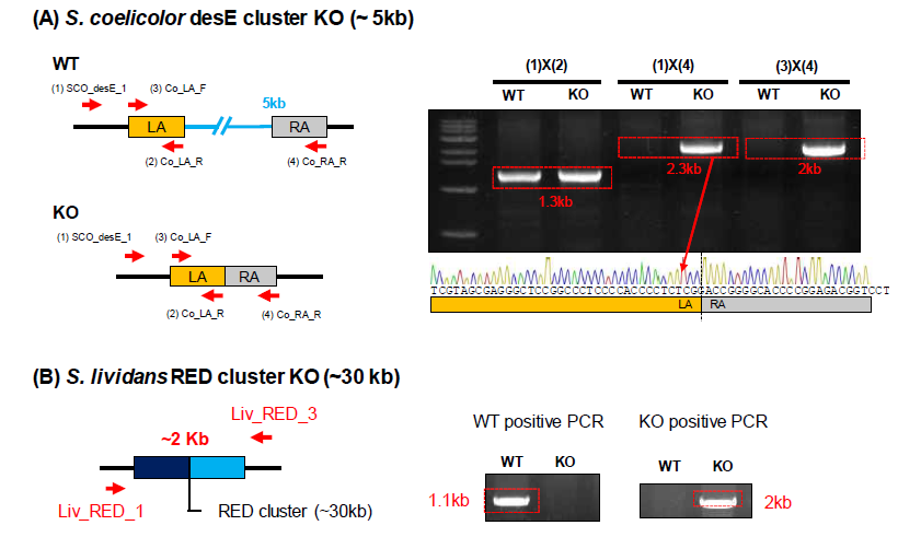 방선균 CRISPR/Cas9 을 이용한 2차 대사산물 생산 유전자 클러스터 편집 성공 결과