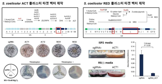 S. coelicolor ACT 및 RED 클러스터 유전자 발현 억제를 위한 CRISPRi 도입 결과