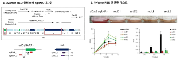 S. lividans RED 클러스터 유전자 발현 억제를 위한 CRISPRi 도입 결과