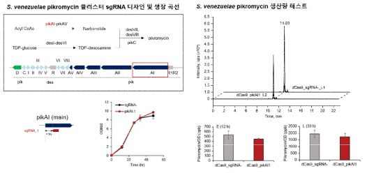 S. venezuelae pikromycin 클러스터 유전자 발현 억제를 위한 CRISPRi 도입 결과