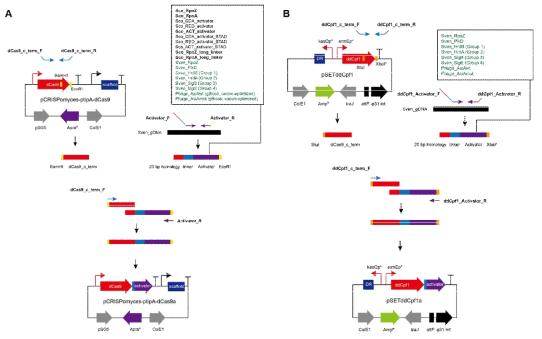 방선균 CRISPRa 시스템 벡터 구축 모식도. (A) dCas9 기반 CRISPRa 벡터 (B) ddCpf1 기반 CRISPRa 벡터
