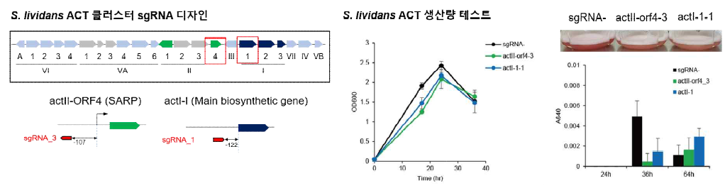 S. lividans 의 비 발현 ACT 클러스터의 sgRNA 디자인과 생산량 테스트 결과