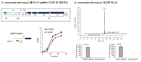 S. venezuelae 의 대표적 2차 대사산물 pikromycin 클러스터의 sgRNA 디자인과 생산량 테스트 결과