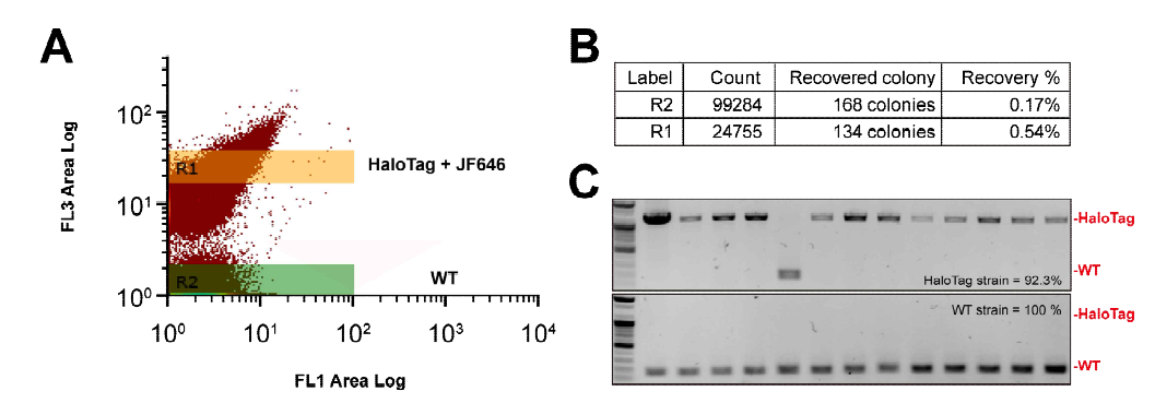 (A) 야생형, HaloTag 도입 균주의 FACS sorting 결과. (B) R1, R2 영역의 프로토플라스트 recovery 후 균집의 수와 recovery 비율. (C) Colony PCR 결과