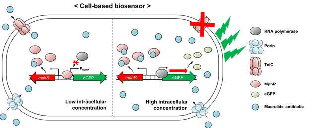 TolC 제거 E. coli 기반의 MphR 바이오센서 시스템