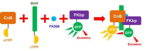 FKBP 및 calcinuerin을 이용한 FK506 바이오센서의 작동 원리