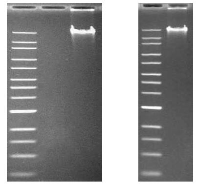 S. rapamycinicus 야생형 균주 (왼쪽)와 SRMK07(오른쪽)의 gDNA quality 확인 (Agarose 0.6% gel, 15h at 35V)