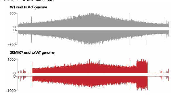 야생형 균주와 SRMK07의 illumina 데이터를 야생형 균주 유전체에 mapping한 결과