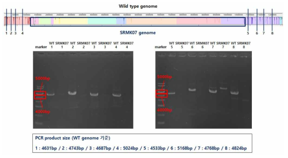 SRMK07 균주의 유전체 소실 검증 - PCR