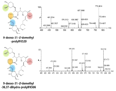 9-deoxo-31-O-demethyl-prolylFK520과 9-deoxo-31-O-demethyl-36,37-dihydro-prolylFK506의 MS/MS spectrum