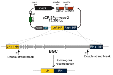 CRISPR/Cas9 시스템을 이용한 클러스터 제거 모식도