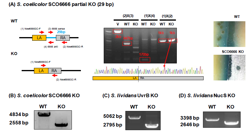 방선균 CRISPR/Cas9 시스템을 이용한 유전자 편집 성공 결과