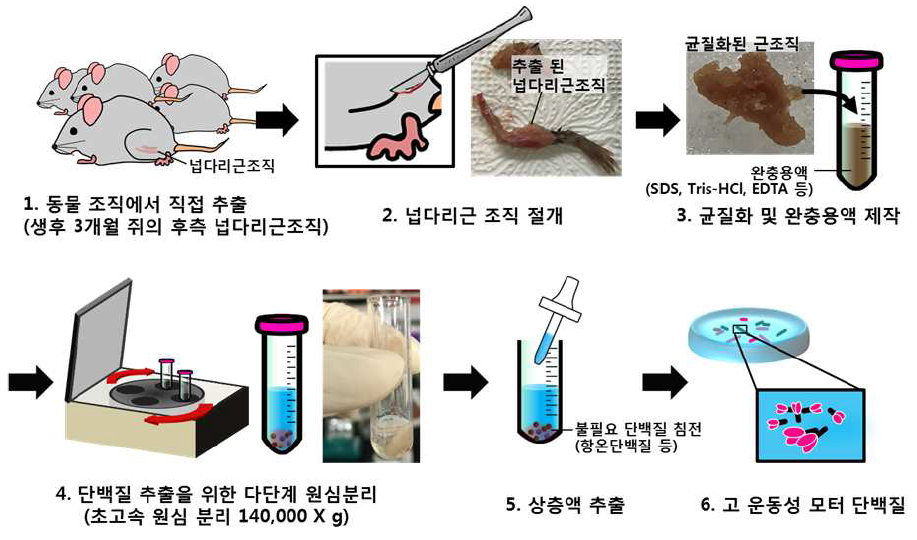 고기능성 모터단백질 확보를 위한 추출 과정 모식도