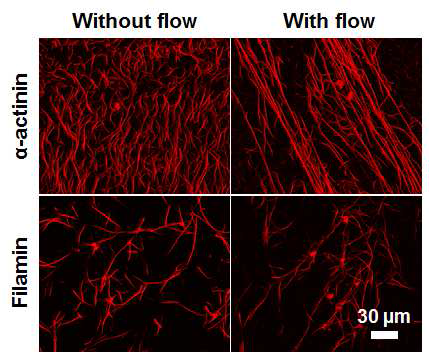 가교단백질, 유동에 따른 액틴 네트워크 구조 특성 변화