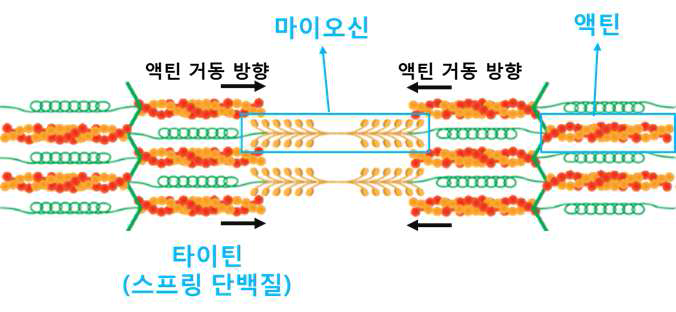 근육의 단위 구조체인 근절 내 액토마이오신 시스템의 구조 개요도