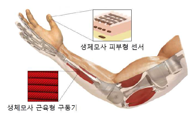 생체모사 근육형 구동기 및 피부형 센서 개발