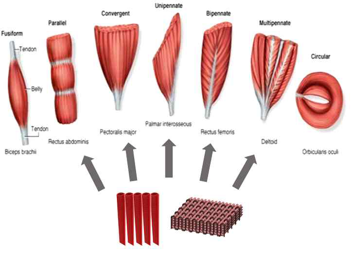 다양한 형태의 근육과 bundle