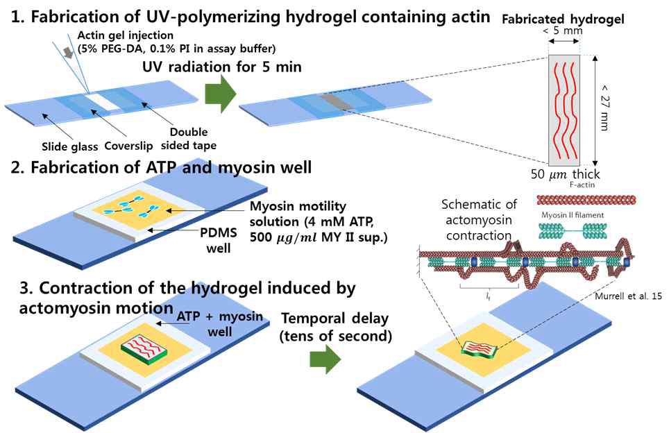 하이드로젤 기반 박막형 액추에이터 제작 과정 모식도